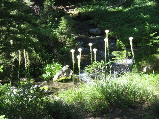 Bird Creek Meadows Bear Grass
