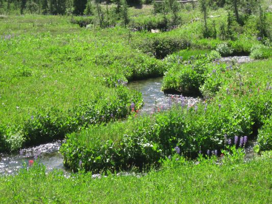 Bird Creek Meadows