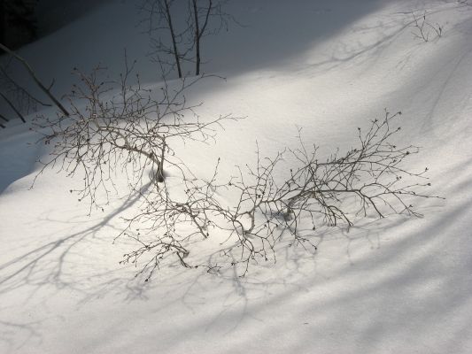 Branches through the Snow