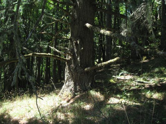 Eugene Hike