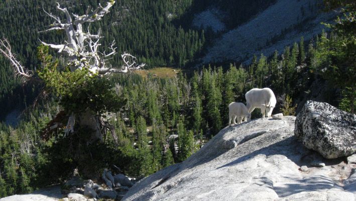 Enchantments Mountain Goats