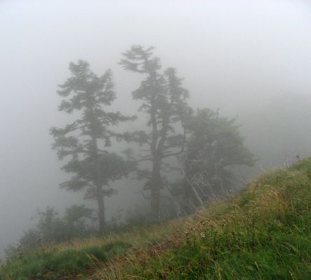 Saddle Mountain Fog