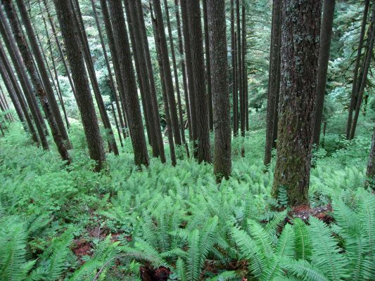 Wahkeena Falls Hike