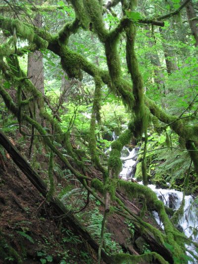 Wahkeena Falls Hike