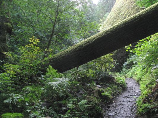 Wahkeena Falls Hike